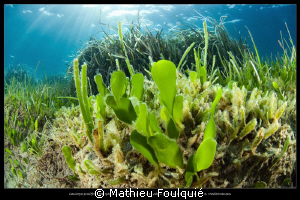 seagrasses by Mathieu Foulquié 